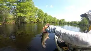 MASSIVE blowup on BFS topwater! || ENC BFS Angling #bassfishing #basslife