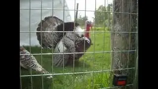 Bird Calls - Heritage Turkey