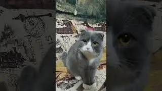 #cat #коткомпот #клёпа #кот