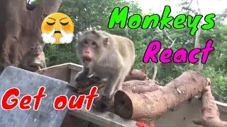 Monkeys React Angry  With Cameraman When Being Filmed | Viral Monkey