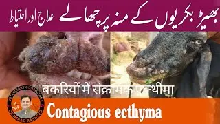 Contagious ecthyma in goats | Orf in sheep and goats | Bakrio ma moo par dany I Goat viral disease