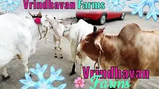 Punganur cows licking each other very rare too see soo cute friendly punganur cows , SUBSCRIBE NOW