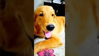 cute coffee #cute #cutecoffee #goldenretriever #pets #shorts #animals