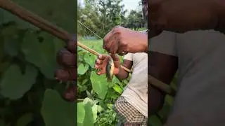 amazing village Hook Fishing #shorts