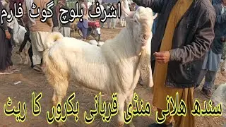 Eid Rush in Halani Bakra Mandi Sindh | Emotional Market Scenes