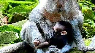 Oh No.,The First Time To See Tima Deny Milk Baby Timo By This Ways.