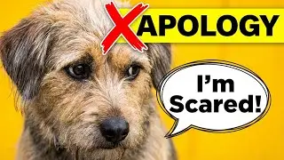 DOG MYTHS Exposed: Why That 