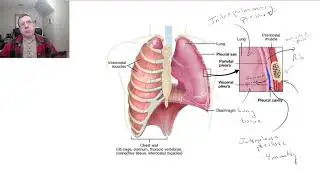 Respiratory System 3 Pleural membrane