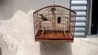 Erros mais comuns na hora de amansar um trinca ferro