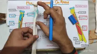 Radius Bone  Anatomy - Easy handwritten notes