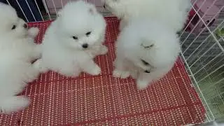 Cute Mini Funniest Animals - Best Of The 2025 Funny Animal Videos #192