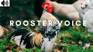 ROOSTER VOICE | CROWING | MORNING CALL | AN ADULT MALE CHICKEN | DOMESTICATED JUNGLE FOWL |TRIZZLER|