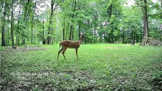 12/ 30/2025 Hmong Farm Land Trail Camera Video# 3