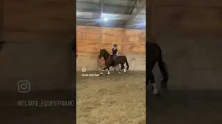 Riding Thor completely tackless! He is so relaxed! #horse #equestrian #ottb #equine #riding
