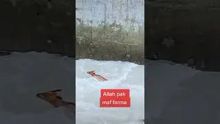 Deer in Flood water