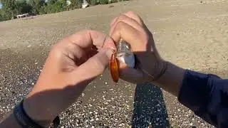 LRF Barakuda ile başlayan Sargozlarla biten bir sabah suyu. Hanfish Zıpır Bal Karides / Colorado.