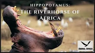 Hippopotamus: The River Horse of Africa | Animal Africa