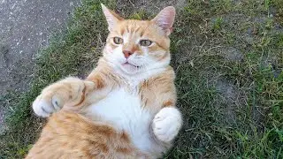Quality Time With Cats
