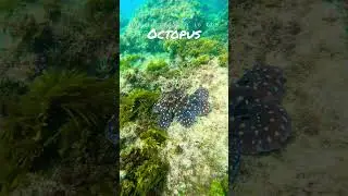 #octopus #marinelife #australia #underwaterworld #camoflage #ocean #travel #freedive #sea #adventure