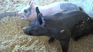 Hog Farmers Under Attack in North Carolina. Is Georgia Next?