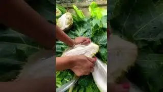 Musim durian #viralvideo