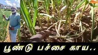 Nilgiris garlic harvest tip 2026