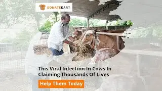 Help Thousands Of Cows Suffering With Lumpy Skin Disease