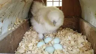SEDOSAS DEL JAPON SILKIE