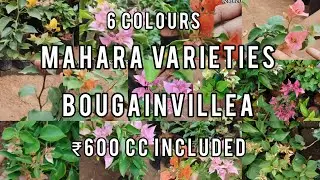 Mahara variety Bougainvillea | hybrid | #gardening #houseplants #garden #indoorplants #plantsofindia