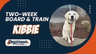 Amazing: How 6 m/o Golden/Lab Mix 