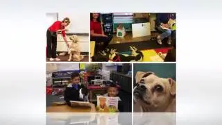 The Animal Connection