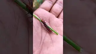 Asianbeetlesyou'veneverseen#anyunique#insects #beautifulinsects#nature#wildlife#animals#beetle