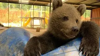 Meet Our Baby Bear, Boki - Best Surprise Ever! 🐻