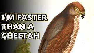 African Goshawk facts: they have fancy headgear | Animal Fact Files