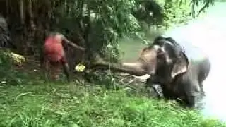 Shocked Elephant Swimming in the River in Kerala