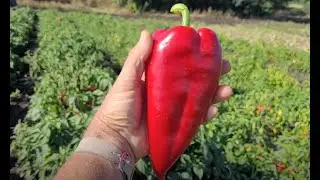 Обзор новинок. Перец.