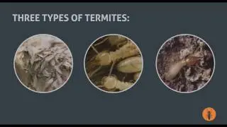 3 Types of Termites That Infest Homes: Guide to Pest Control