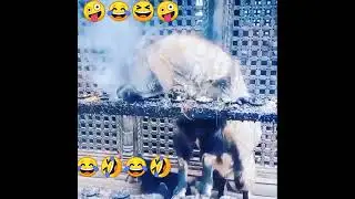 SMOKING BILLY GOAT. #nature #billygoat #goats #smoke #smoking #animals