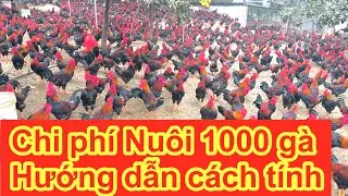 Tính Toán Chi Phí Nuôi 1000 Gà Mía Bình Dung – Lãi Bao Nhiêu Sau 4 Tháng?