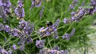 Lavender intermedia 'Phenomenal' - Perfect Perennials - Kernock Park Plants 2021 Introductions