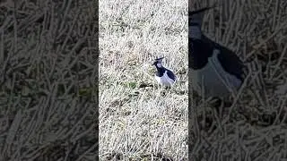 Kiivitaja, Vanellus vanellus, Northern Lapwing - Eesti linnud