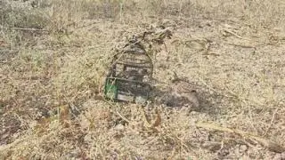 KAHA per Bhai javo Sirf nar teetar hi awaz de raha hai teetar ki ladai awaz 