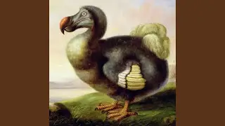 The Dodo Bird Song