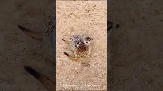 Cute Meerkats | Tenderness in the Wild | СУРИКАТЫ #meerkats #cute #animals #tenderness #wildlife