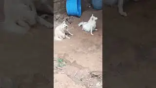 Play in the grass, dance with the fleas