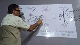 Lec#3 | Structure , and Types of NEURON | Reflex Actions 