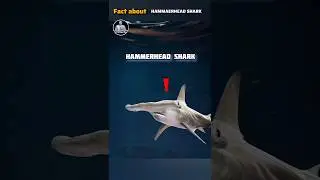 Hammerhead Sharks: The Weirdest Fishes of the World | @Mrhorills