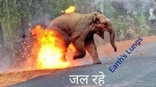 Facts of Amazon Forest Fire in hindi /World Lungs Amazon rain Forest ।धरती के फेफड़े जल रहे है।Hindi