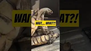 The Loudest Turtle Sound Ever Recorded
