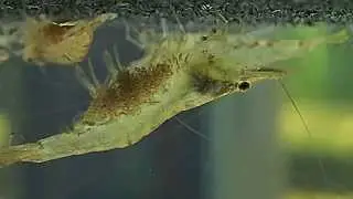 caridina nilotica